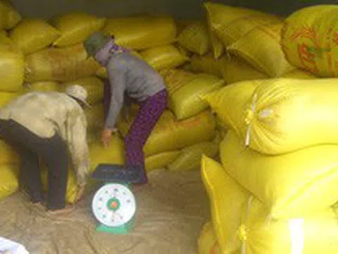 Vì sao xuất khẩu gạo Việt Nam bất ngờ giảm mạnh?