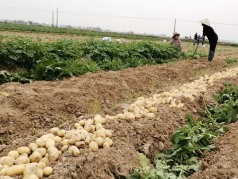 Bắc Ninh: Khoai tây Quế Võ - "điểm sáng" của thị trường nông sản