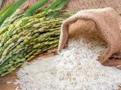 Giá lúa gạo ngày 13/1: Giá lúa tăng nhẹ