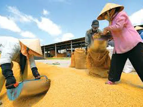 Giá lúa gạo ngày 15/1: Giá lúa gạo ổn định