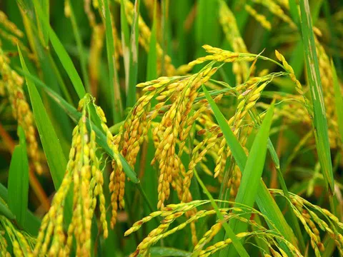Giá lúa gạo hôm nay ngày 25/1: Giá lúa gạo tăng cao