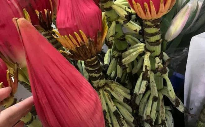 Dân công sở rủ nhau mua hoa chuối rừng về chơi Tết